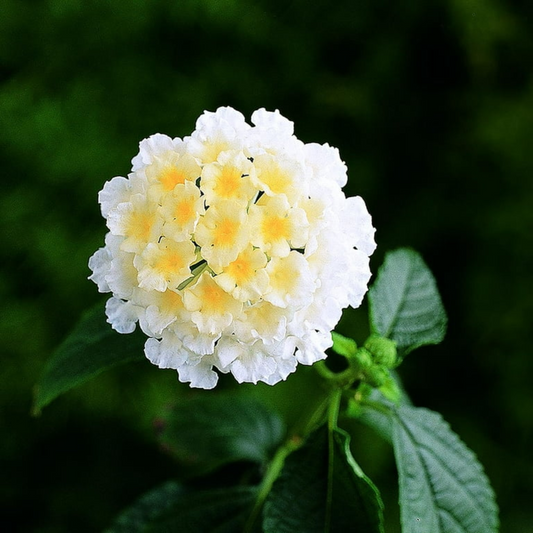 Set 2 White Lantana Live Plants, Well Rooted, 5 to 6 Inc Tall, Perennial Flower Planting