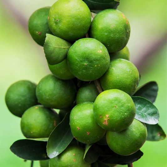 Key Lime Tree Bush Plant – 1-2 Ft Tall | Key Lime Bush for Garden, Sweet Fruit