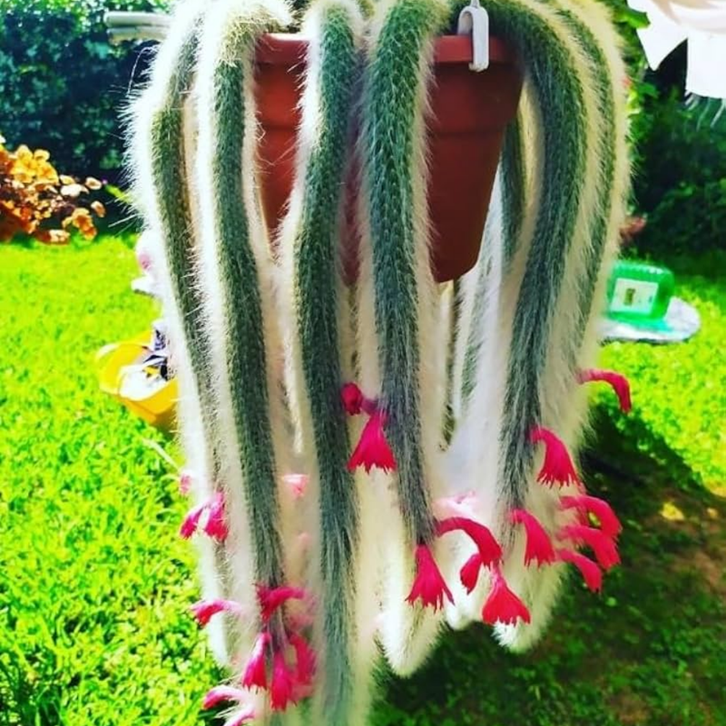 Trailing Monkey Tail Cactus Plant Live, 6 to 8 Inches Tall, Live Succulents Houseplant