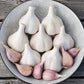 4 Music Garlic Bulbs for Planting - High Yields, Non-GMO, Suitable for Home Gardening Vegetable