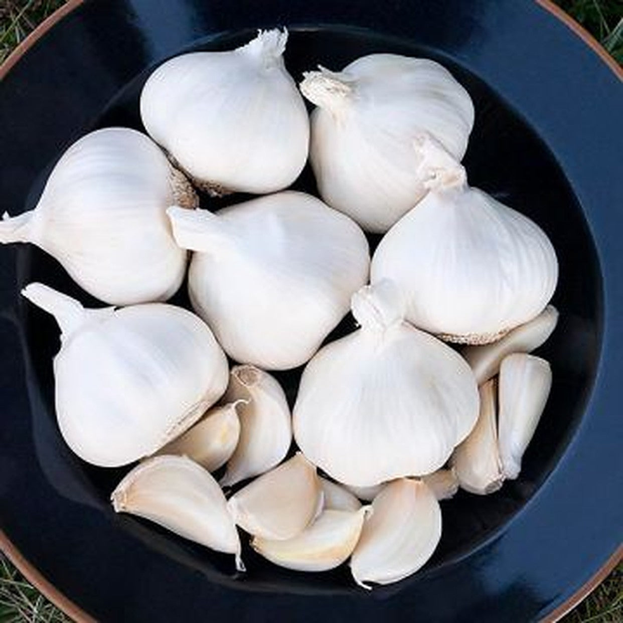 4 Music Garlic Bulbs for Planting - High Yields, Non-GMO, Suitable for Home Gardening Vegetable