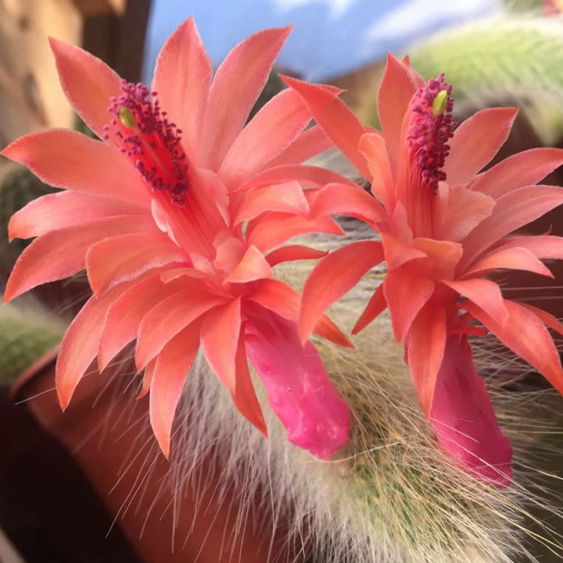 Trailing Monkey Tail Cactus Plant Live, 6 to 8 Inches Tall, Live Succulents Houseplant