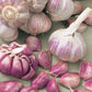 Chesnok Red Garlic Bulbs for Planting - High Yields, Non-GMO, Suitable for Home Gardening Vegetable