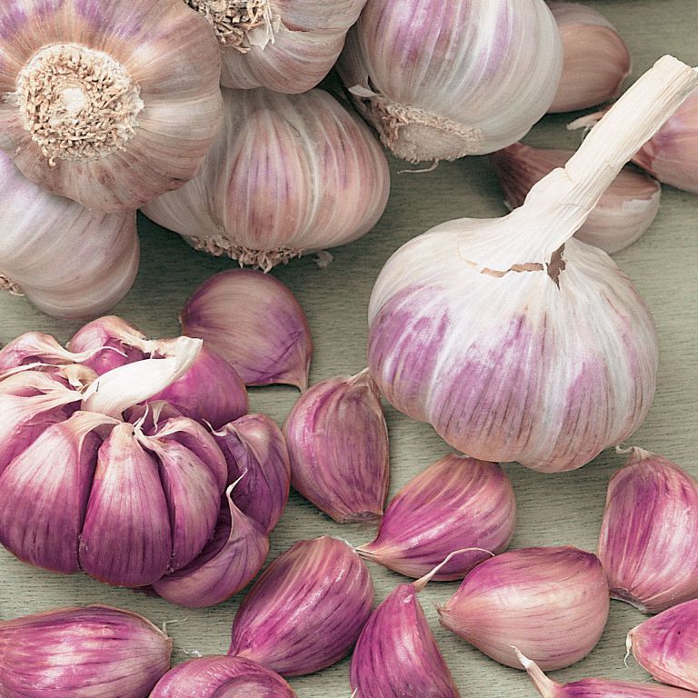 Chesnok Red Garlic Bulbs for Planting - High Yields, Non-GMO, Suitable for Home Gardening Vegetable