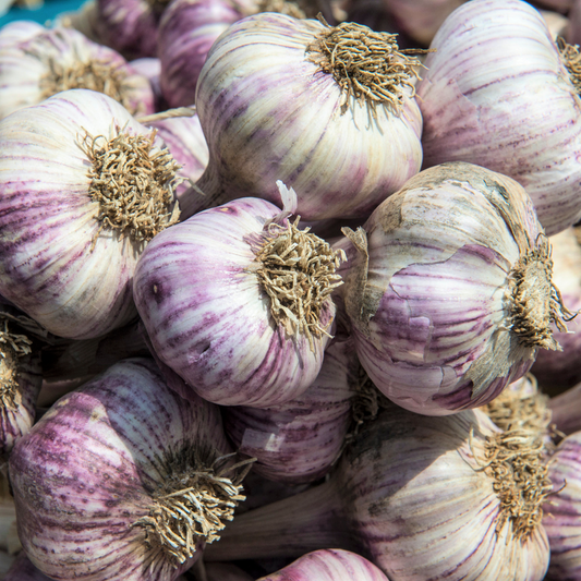 Peruvian Purple Stripe Garlic Bulbs for Planting - High Yields, Non-GMO, Suitable for Home Gardening Vegetable
