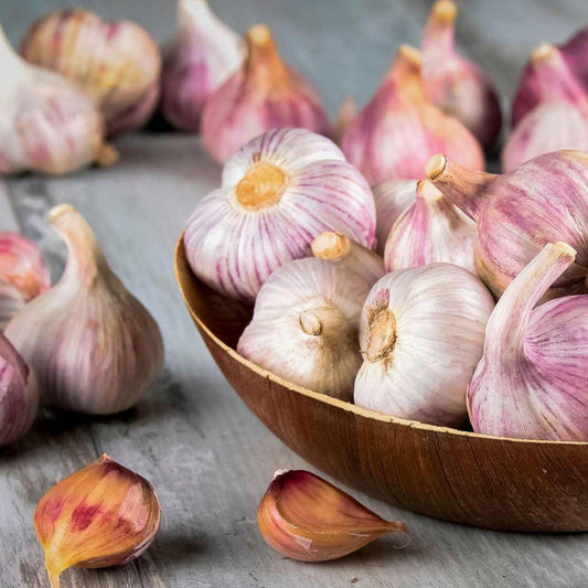 Chesnok Red Garlic Bulbs for Planting - High Yields, Non-GMO, Suitable for Home Gardening Vegetable