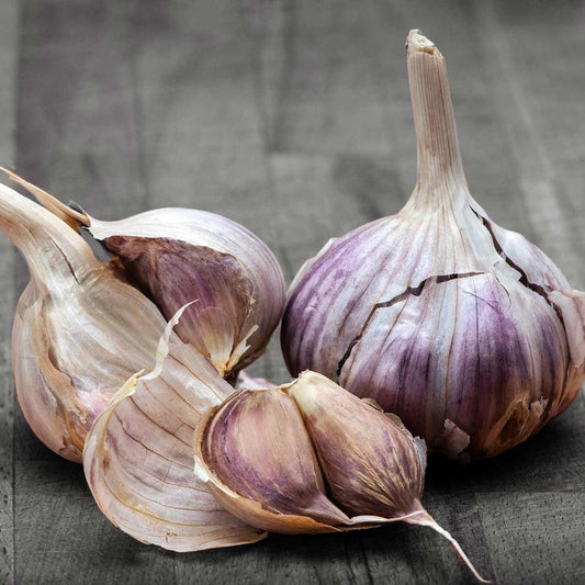 Red Russian Garlic Bulbs for Planting - High Yields, Non-GMO, Suitable for Home Gardening Vegetable
