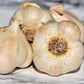 Early Italian Garlic Bulbs for Planting - High Yields, Non-GMO, Suitable for Home Gardening Vegetable