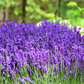 Live Provence Lavender Plant - 6 to 8 Inch Tall, Fragrant Flower for Garden & Pots | Drought-Tolerant Perennial