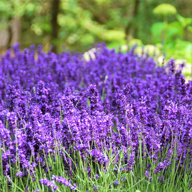 Live Provence Lavender Plant - 6 to 8 Inch Tall, Fragrant Flower for Garden & Pots | Drought-Tolerant Perennial