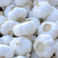 Early Italian Garlic Bulbs for Planting - High Yields, Non-GMO, Suitable for Home Gardening Vegetable