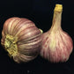 Chesnok Red Garlic Bulbs for Planting - High Yields, Non-GMO, Suitable for Home Gardening Vegetable