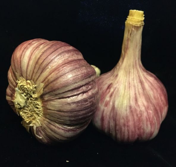 Chesnok Red Garlic Bulbs for Planting - High Yields, Non-GMO, Suitable for Home Gardening Vegetable