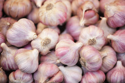 German Garlic Bulbs for Planting - High Yields, Non-GMO, Suitable for Home Gardening Vegetable