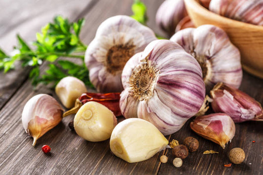 German Garlic Bulbs for Planting - High Yields, Non-GMO, Suitable for Home Gardening Vegetable